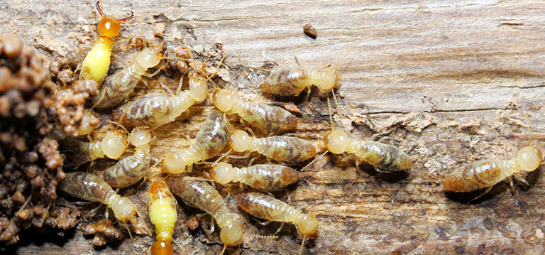 termite handle ensuring
